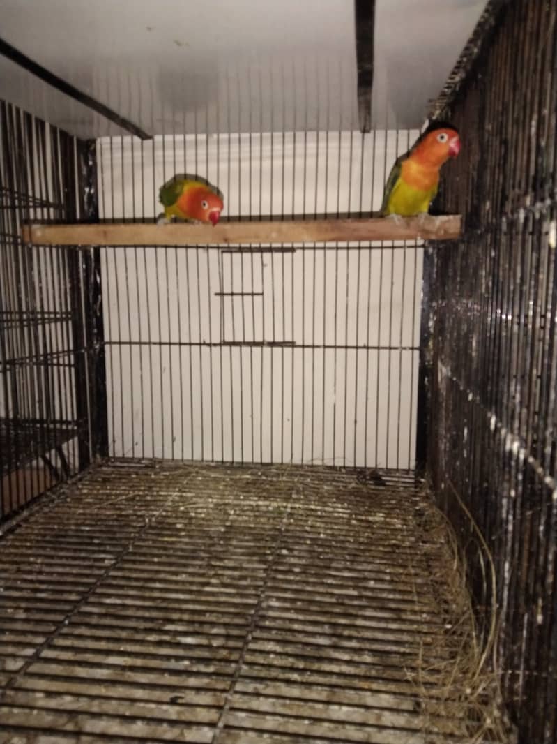 lovebird setup for sale 3