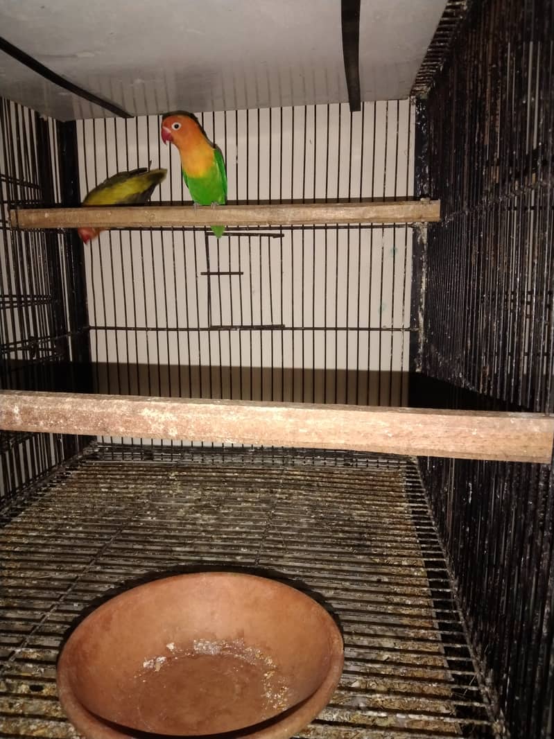 lovebird setup for sale 4