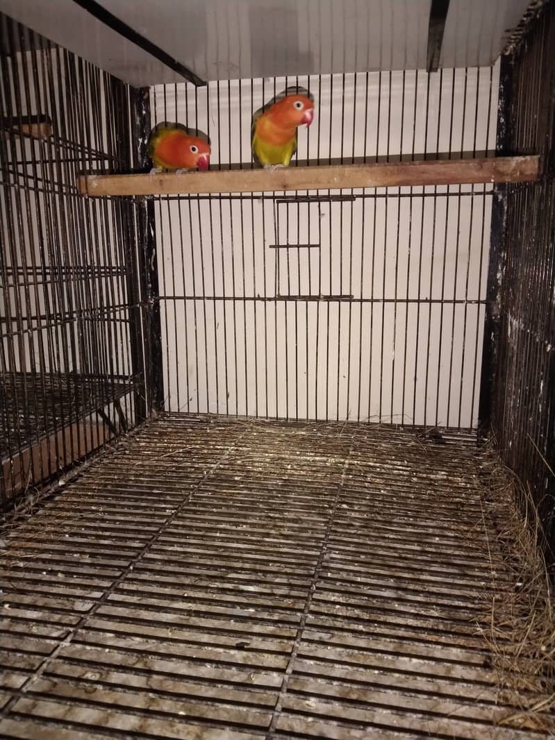 lovebird setup for sale 5