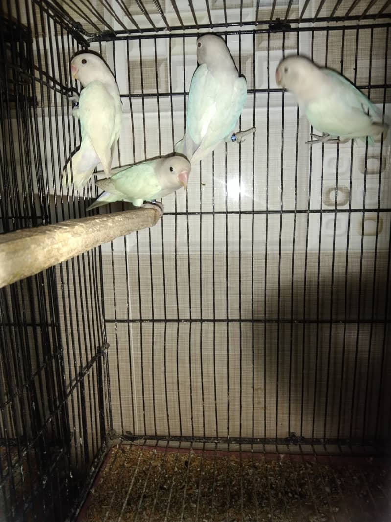 lovebird setup for sale 7