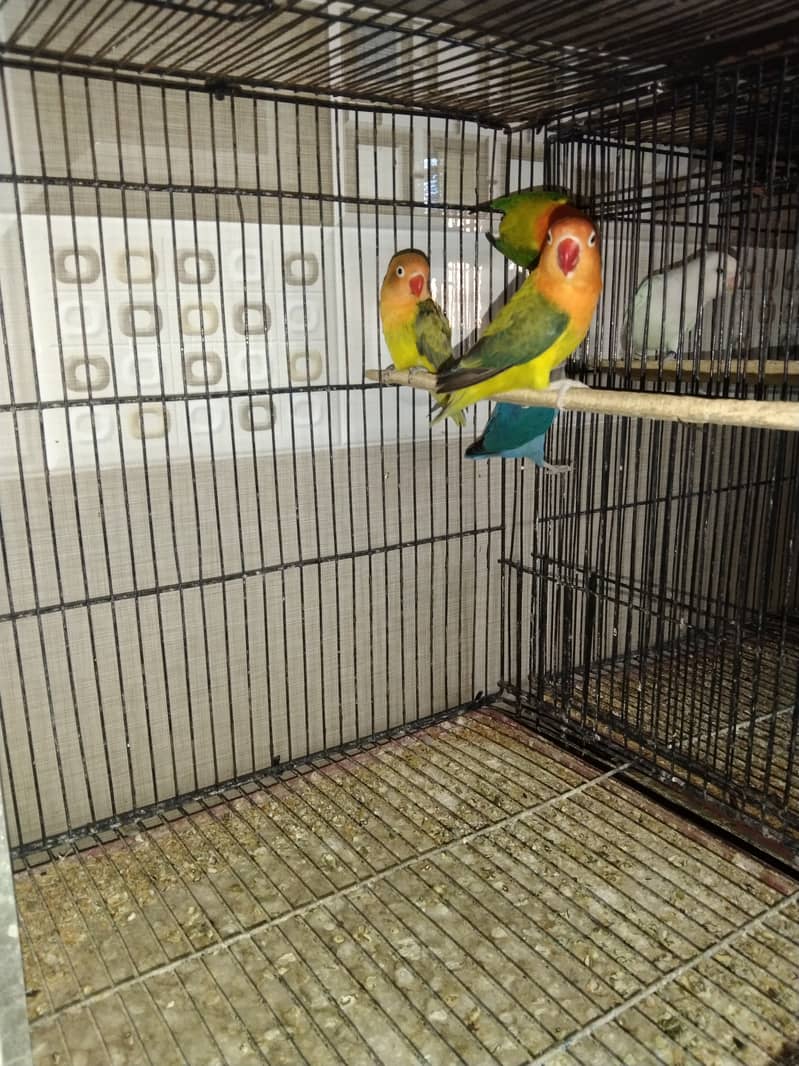 lovebird setup for sale 8