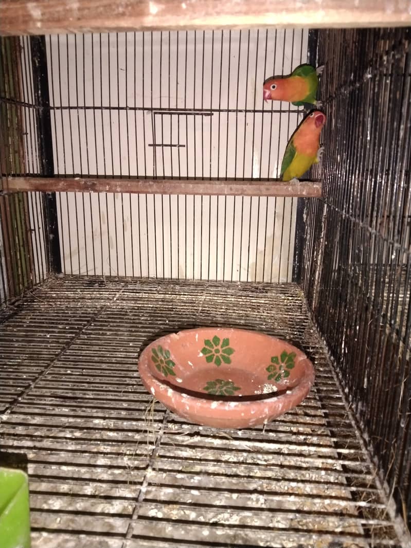 lovebird setup for sale 10