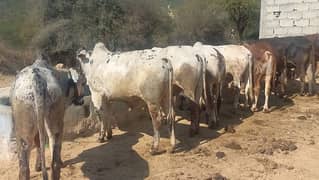 Qurbani janwar on farm/mandi se km rate / bulk quantity available