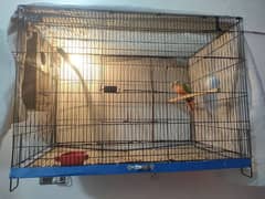 cages for love birds sunconure and big parrot