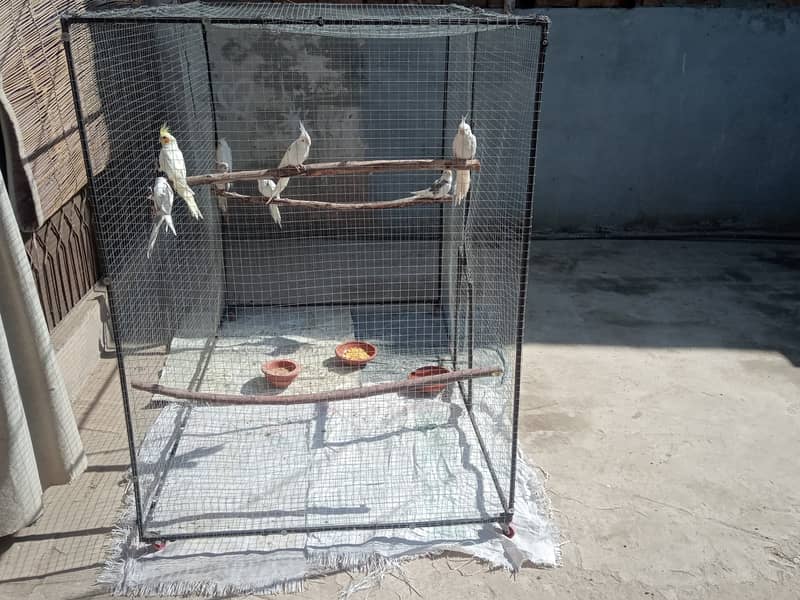 colony cage for cockatiel & other birds 0