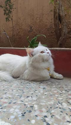 persion cat 2 year old Male vaccinated