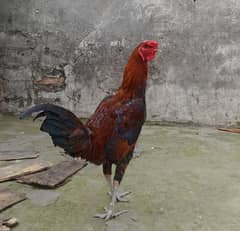 High Quality Active and Healthy Egg Laying Hens And Vvvip Quality Male