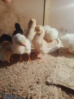 wyandotte aor onagadori aor samho chicks Available ha