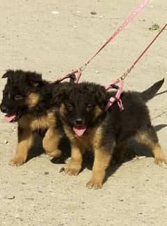 long coat german shepherd pair for sale