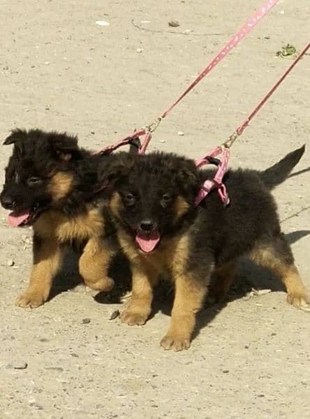 long coat german shepherd pair for sale 0