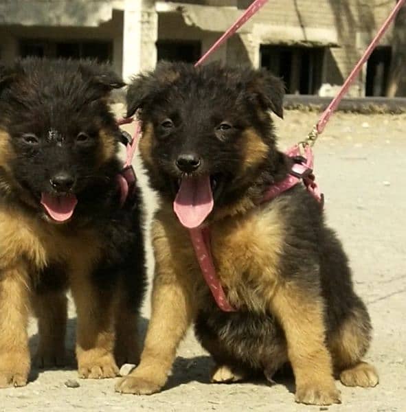 long coat german shepherd pair for sale 1