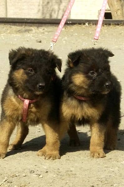 long coat german shepherd pair for sale 2