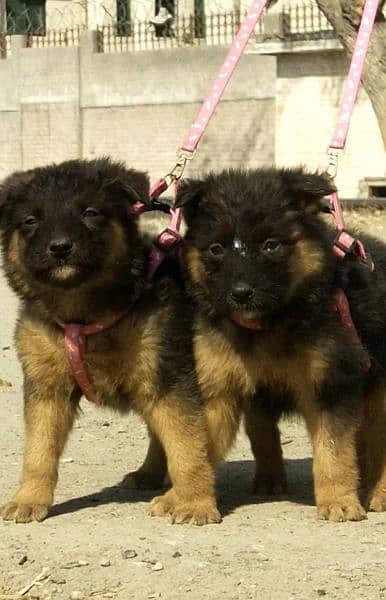 long coat german shepherd pair for sale 3