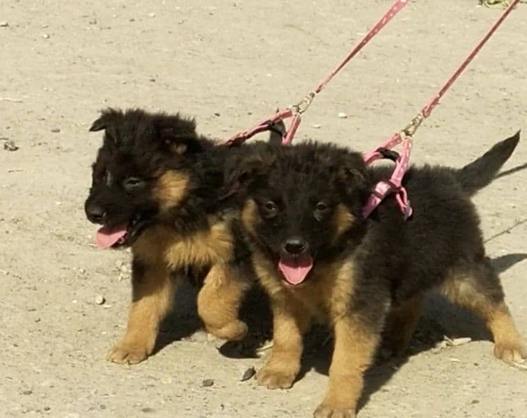 long coat german shepherd pair for sale 4