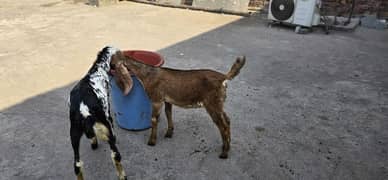 desi goat /cross breed bakry | baby goat | بکرا /goat pair