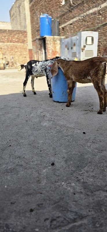 desi goat /cross breed bakry | baby goat | بکرا /goat pair 3