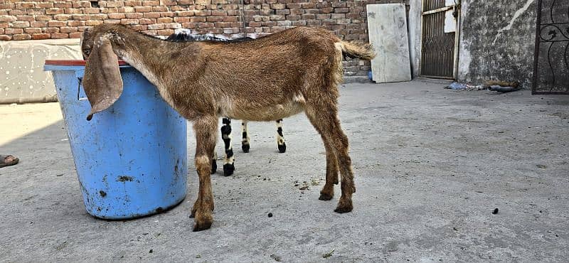 desi goat /cross breed bakry | baby goat | بکرا /goat pair 4