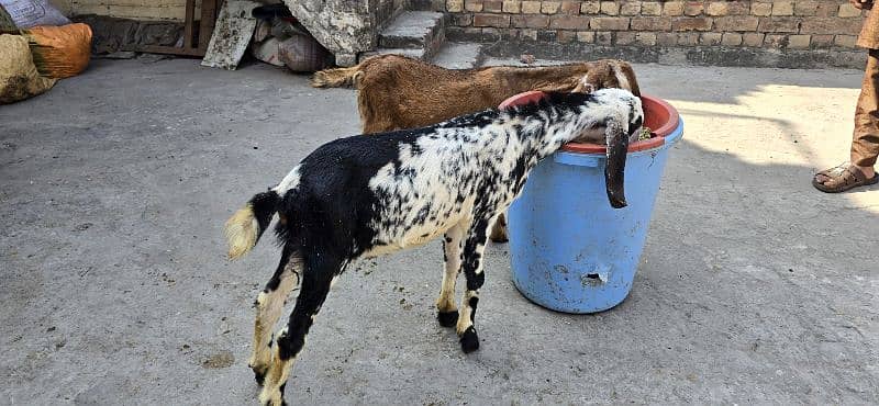 desi goat /cross breed bakry | baby goat | بکرا /goat pair 6