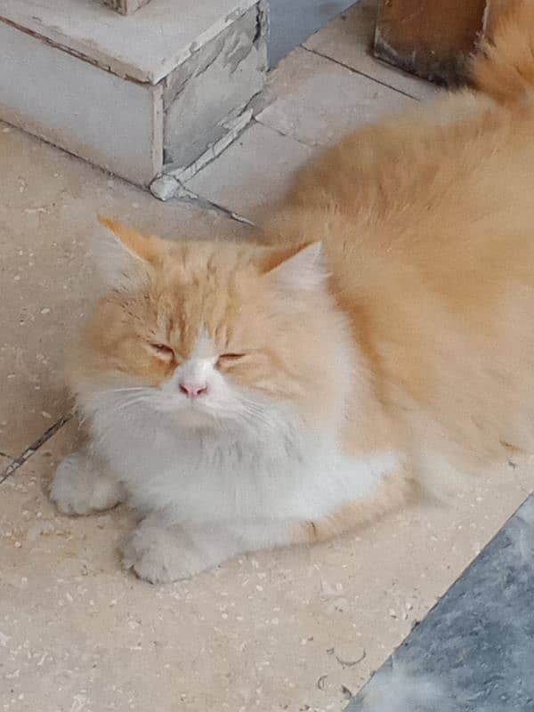 triple coated Persian cat with all vaccination done only in 8000 1