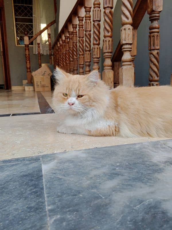 triple coated Persian cat with all vaccination done only in 8000 2