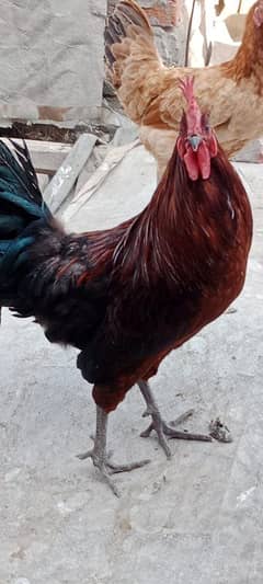 Golden misri hens for sale