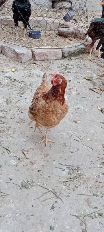 Golden misri hens for sale 1