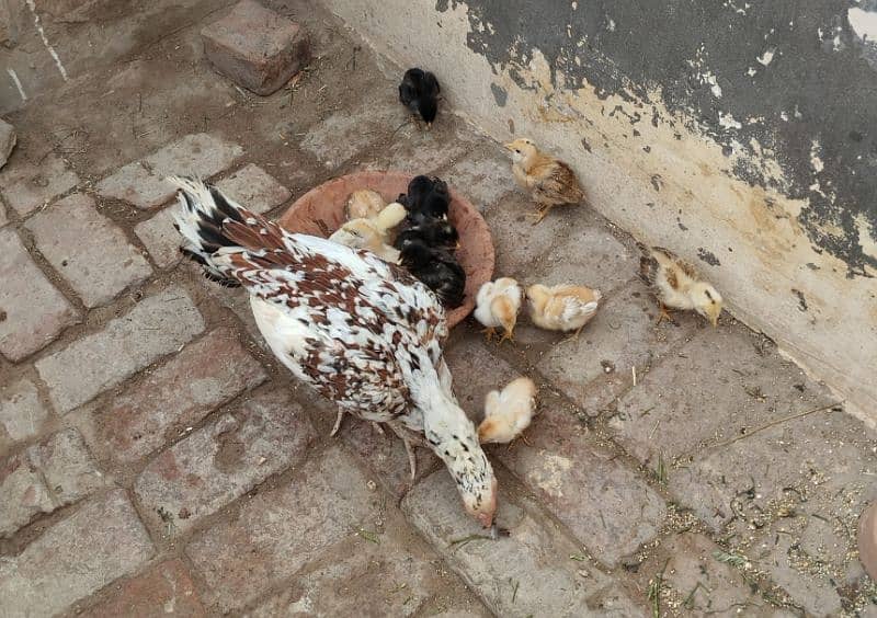 Golden misri hens for sale 2