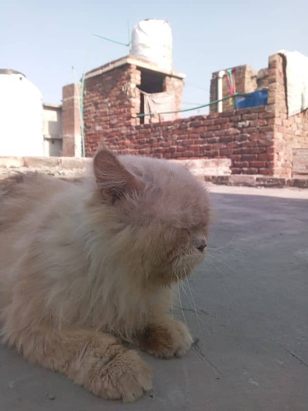 Persian stund male 2/5 saal age ha 4