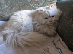 Persian Triple Coated Male Cat