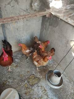 Golden misri egg laying hens