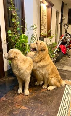 Golden retriever pair