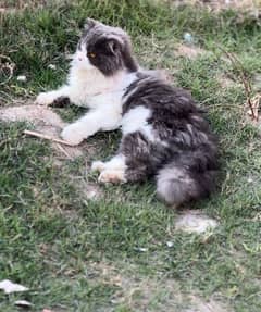 persian cat