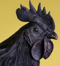 Ayam cemani murgha rooster