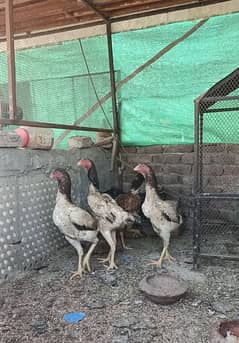 PureShamo/Lakha/Shamo breeder females/High quality/ Reasonable rate