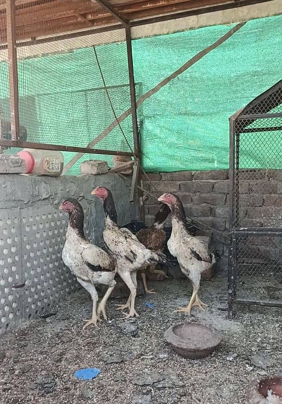 PureShamo/Lakha/Shamo breeder females/High quality/ Reasonable rate 0