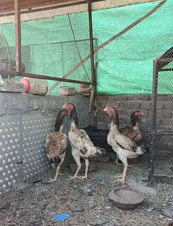 PureShamo/Lakha/Shamo breeder females/High quality/ Reasonable rate 1