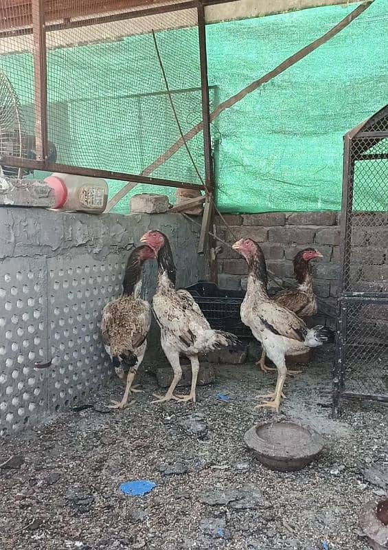 PureShamo/Lakha/Shamo breeder females/High quality/ Reasonable rate 2