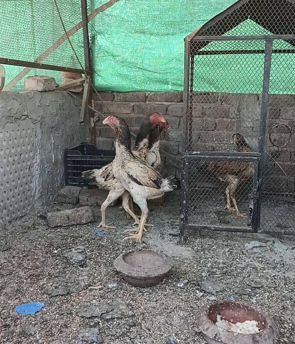 PureShamo/Lakha/Shamo breeder females/High quality/ Reasonable rate 3