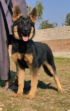 German Shepherd double coat female 4 mahine for sale