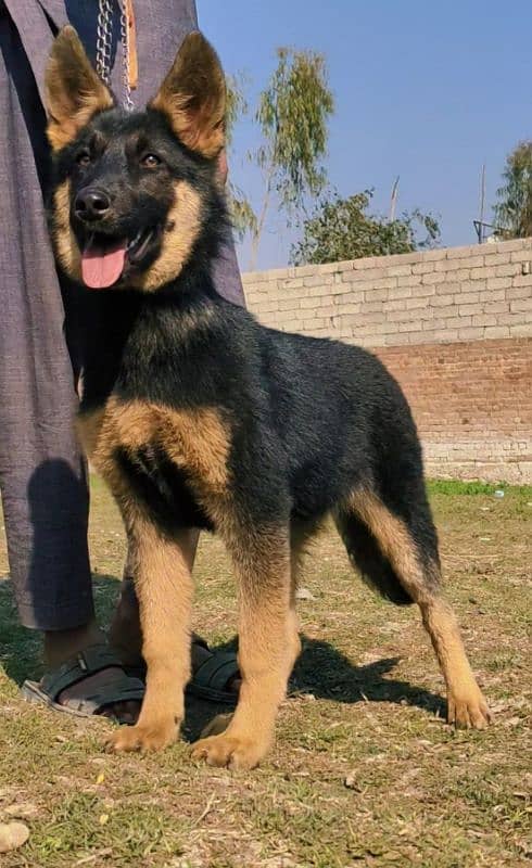 German Shepherd double coat female 4 mahine for sale 1