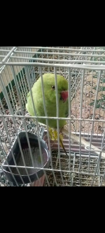 Female kathi for sale 1