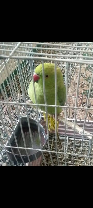 Female kathi for sale 2