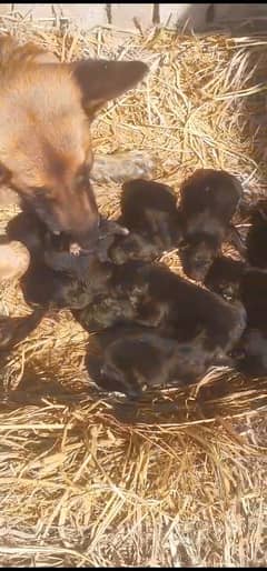 puppies german shepherd 35000