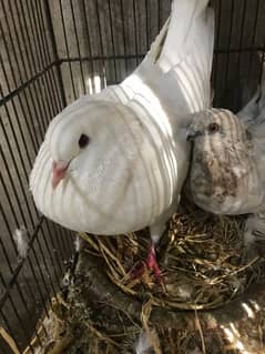 white Gubara pair and King Male for sale