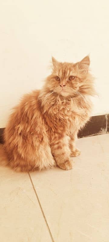 Persian fawn, fluffy, litter trained, vaccinated cat kitten 7