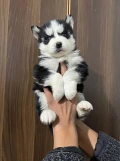 padigree Siberian Husky puppies/ husky puppy / wolly coat pup