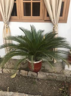 Cycas revoluta , sago palm, kangi palm plant.