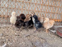 12 Aseel Chicks