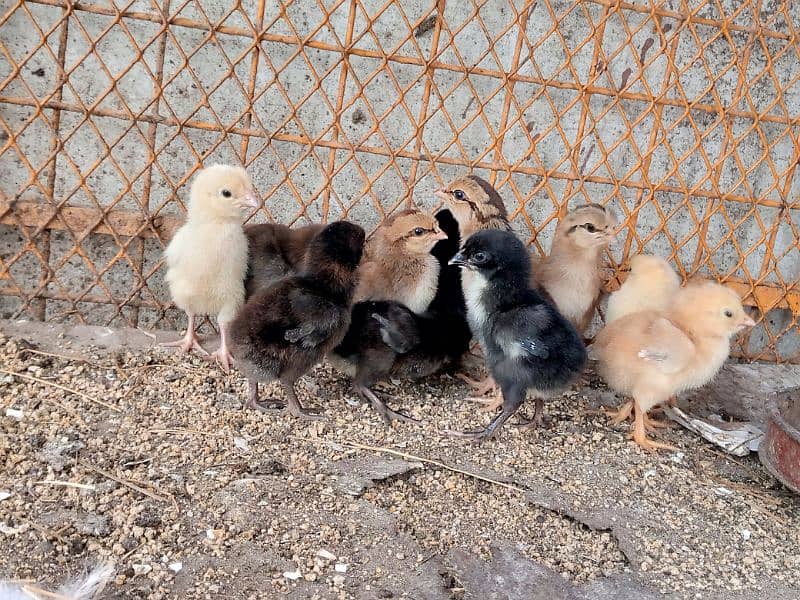 12 Aseel Chicks 2