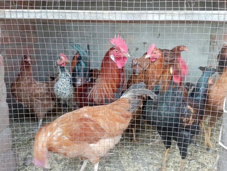 Lahore Poultry Sale: Rooster & Golden Misri Hen 0